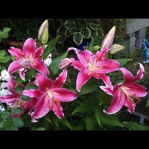 Meet your Posher, Vatsana